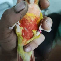 گرینچیک آناناسی دبل رد|پرنده|بندر انزلی, سامانسر|دیوار