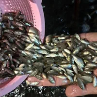 بچه ماهی کپور و خوراک اکسترود