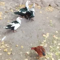 مرغ و خروس گلپایگانی|حیوانات مزرعه|آبعلی, |دیوار