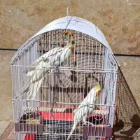 عروس هلندی مولد|پرنده|هریس, |دیوار