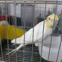 عروس هلندی|پرنده|ری, جوانمرد قصاب|دیوار