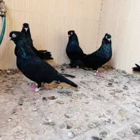 سیا ابدانی|پرنده|بندر گناوه, |دیوار