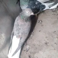 دم‌سفید ‌|پرنده|محمدیه-قزوین, |دیوار