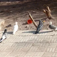 دوجفت کفترملقی 100