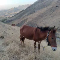 قاتر|حیوانات مزرعه|کلات (خراسان), |دیوار