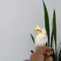 عروس هلندی  سفید