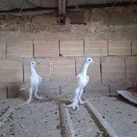 اوجا پاچا مولوف
