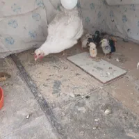 مرغ وجوجه گلین تخم مرغ نطفه دار موجود است|حیوانات مزرعه|رفسنجان, |دیوار