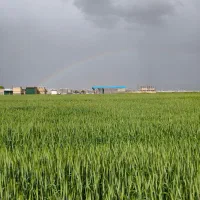 استخدام کارگر