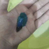 سیچلاید ، فایتر نر و ماده|ماهی|مشهد, امیر آباد|دیوار