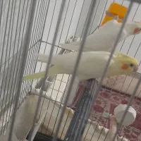 عروس هلندی مولد|پرنده|فولادشهر, مسکن مهر فولادشهر|دیوار