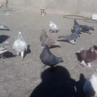 کفتر اصفهانی و تهرانی