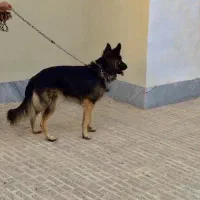 سگ ژرمن نر فروش یا معاوضه با گوشی یا دوچرخه|سگ|کرمان, |دیوار