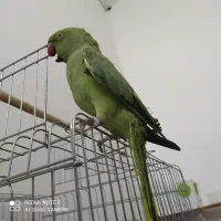 طوطی ملنگو دستی سخنگو