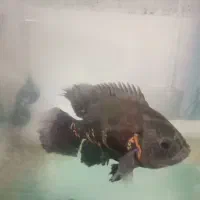 آکواریوم بزرگ و ماهی اسکار بزرگ|ماهی|گرگان, |دیوار