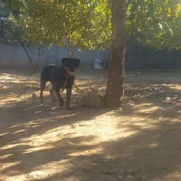 روتفایلر|سگ|انگوت, |دیوار