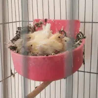 جوجه قناری موزاییکی و سوخته سرخ