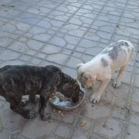 توله افقان|سگ|کاخک, |دیوار