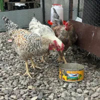 خروس معاوضه با مرغ تخم گذار