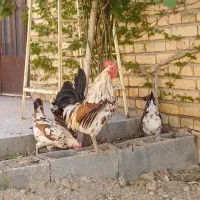 خروس/گلین/لری/فرزانه/اردبیل|حیوانات مزرعه|اصفهان, شهرستان|دیوار