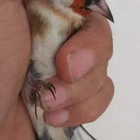 سهره های سوا شده نرو ماده|پرنده|تبریز, |دیوار