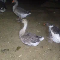 ۱۲عدد غاز و قوغار