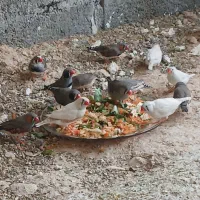 پرنده