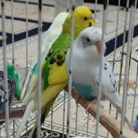 مرغ عشق نر و ماده 5تا باعروس هلندی معاوضه هم میکنم|پرنده|اهواز, کوی مندلی(سه راه خرمشهر)|دیوار