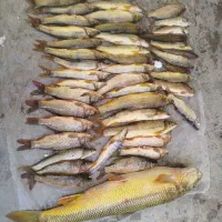 ماهی کردستان سد و رودخانه|ماهی|دیواندره, |دیوار