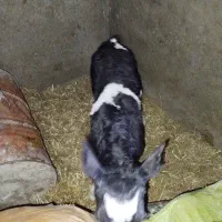 گوساله یک هفته نر