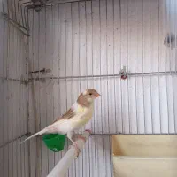قناری ماده عروسک تن نخورده