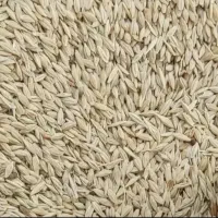 جو کوار
