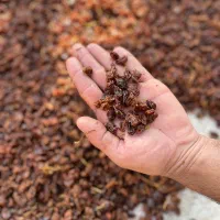 مویز|حراج|کاشان, سه راه پرورشگاه|دیوار