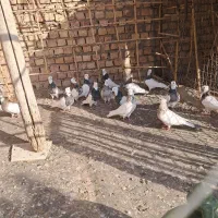 طوقی همه رنگ|پرنده|نوده انقلاب, |دیوار