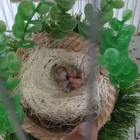 جوجه سهره|پرنده|خرمدره, |دیوار