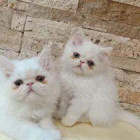 پرشین کت