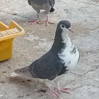 چهار عدد کبوتر جوان گرفتنی|پرنده|خورموج, |دیوار