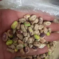 مغز پسته|عمده‌فروشی|قم, لسانی|دیوار