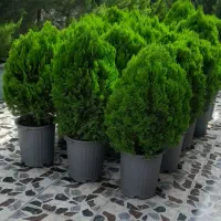 کاج لامیس|گل و گیاه طبیعی|رشت, یخسازی|دیوار