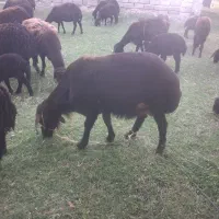 قوچ