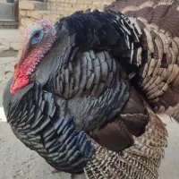 بوقلمون نر