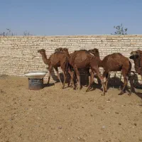 6‌نفر‌‌کره‌شتر‌عالی‌برای‌پروار‌کردن‌3نفر‌نر‌3نفر‌|حیوانات مزرعه|جوادآباد, |دیوار