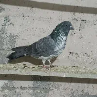 سوسکی گم شده