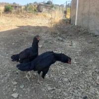 مرغ لاری ریشو جوان|حیوانات مزرعه|مریوان, |دیوار