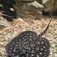 سفره  پلکو  انجل دانتوم