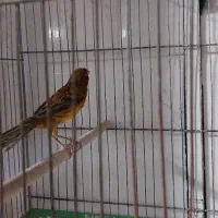 قناری  جوجه مرغ مینا