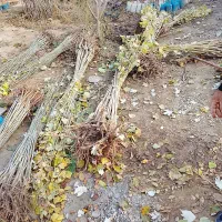 صنوبرتبریزی و...نیگرا|خدمات باغبانی و درختکاری|بانه, |دیوار