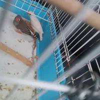 یک جفت فنچ مولد جوجه داده فقط ۴۰۰