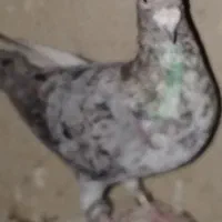 کفتر