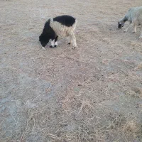 بره.بز.میش